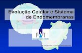Evolução Celular e Sistema de Endomembranasjvasconcellos.com.br/fat/wp-content/uploads/2012/08/Aula-03.pdf · de diversas proteínas, ... As mitocôndrias são sítios de respiração