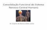 Formação do Sistema Nervoso Humano - Centro de Pesquisas ... · Da Fecundação ao Nascimento •A ontogênese humana se inicia com a fertilização, ou seja, a fecundação do