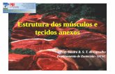 Estrutura dos músculos e tecidos anexos - Moodle UFSC · O tecido epitelial forma as membranas das superfícies externas e internas do corpo e são separadas da carcaça, durante
