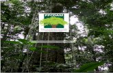 Plano Operativo 2016-2020 - fundoamazonia.gov.br · floresta; dificuldade de rastreabilidade da cadeia da madeira; baixa viabilidade das cadeias produtivas que constituem alternativas