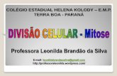 Professora Leonilda Brandão da Silva · Quais as diferenças entre meiose e mitose? ... A divisão celular pode ser observada num microscópio co-mum. ... Nele volta a ocorrer a