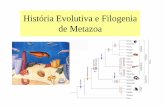 História Evolutiva e Filogenia de Metazoa - lei.ecoevol.ufg.br · Esponjas (Filo Porifera) • De todos os animais, são as que se aproximam mais de uma colônia de coanoflagelados