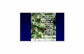 melhoramentogeneticofabio.ppt [Modo de Compatibilidade] · Colômbia exporta 5 tipos diferentes de maracujá para Europa. ... •Variedade do Fundo Passiflora ... •Sistema para