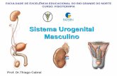 Sistema Urogenital Masculino - fisiofatern.weebly.comfisiofatern.weebly.com/uploads/5/0/6/3/5063294/aula_sistema_uro... · •Fimose: estreitamento do prepúcio Sistema Genital Masculino