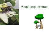 Angiospermas - aviculturarj.files.wordpress.com · Angiospermas •São extremamente diversas em suas características vegetativas e florais; •Variam desde Eucalyptus sp. com 100