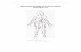 Representação dos órgãos do sistema circulatório · Representação dos órgãos do sistema circulatório ... 5- Artéria Aorta 6- Cérebro 7- Restante corpo ...