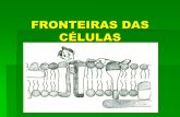 FRONTEIRAS DAS CÉLULAS - Colégio Nova Cachoeirinha · Envoltórios externos à membrana plasmática . Glicocálix Revestimento externo da membrana plasmática Diferencia a membrana