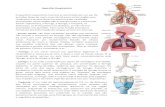 Aparelho Respiratório - Resumos.net · Aparelho Respiratório O aparelho respiratório humano é constituído por um par de pulmões (área de meio court ténis) e por vários órgãos