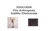 ZOOLOGIA Filo Arthropoda Subfilo Chelicerata - UNESP: Câmpus de ... · • Um par de quelíceras • Um par de pedipalpos • 4 pares de pernas locomotoras; • Não possuem mandíbulas