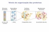 Níveis de organização das proteínas - sistemas.eel.usp.brsistemas.eel.usp.br/docentes/arquivos/427823/LOT2007/proteinas1.pdf · A sequência dos aminoácidos (não alterada na