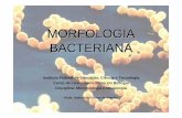 04 - BACT RIAS 2 - Morfologia Bacteriana · MORFOLOGIA BACTERIANA Instituto Federal de Educação, Ciência e Tecnologia Curso de Licenciatura Plena em Biologia Disciplina: Microbiologia