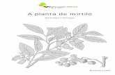 A planta de mirtilo - iniav.pt · 4 Ciclo biológico..... 9 4.1 Dormência ... de barro que continha vestígios desidratados de uma bebida ou de uma compota (papa) que analisada revelou