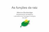 Marcos Buckeridge - Botânicafelix.ib.usp.br/pessoal/marcos/Forma_Funcao/PDFs/AULAS TEORICAS... · • Qual a diversidade de formas? Profa. Nanuza. Principais funções das raízes