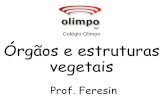 Colégio Olimpo Órgãos e estruturas - Editora Opirus · A raiz, o caule e as folhas são responsáveis pelas funções que mantêm vivas as plantas. As raízessão responsáveis