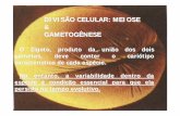 DIVISÃO CELULAR: MEIOSE GAMETOGÊNESEsindcomteresina.com.br/gerencia/material/Mitose e meiose.pdf · PORQUE NA ANÁFASE I DA MEIOSE SEPARAM-SE OS CROMOSSOMOS ... Espermatozóide