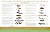 Biodiversidade na Costa Alentejana - bandeiraazul.abae.pt · mas sempre em pequenos números e sem se fi-xarem. ... em elevadas densidades, em locais com elevado hidrodinamismo, como