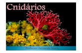 Professor Fernando Stuchi - jesusadolescente.g12.br · Reino Animal : corais, águas-vivas, anêmonas, caravelas e hidras Morfologia – fixos e livres, simetria radial, aquáticos