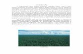 INTRODUÇÃO - uepg.br medicinais da amazônica.pdf · O estudo fitoquímico clássico realizado com 6 kg das cascas do caule de árvores com idades variando entre 4-6 anos, mostrou