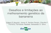 Desafios e limitações ao melhoramento genético da bananeira · melhoramento genético da bananeira Edson P. Amorim, Janay A. Santos-Serejo, Claudia F. Ferreira, Fernando Haddad,