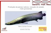 Produção de peixes nativos: vocação do estado mato ... Sebrae/UFs/MT/Darci Fornari... · Perspectivas para a piscicultura de peixes nativos no estado do Mato Grosso ... • Condicionamento