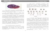 NÚCLEO Prof. André Maia - Ser Digital · figura abaixo ilustra o cariótipo feminino humano normal: O estudo morfológico dos cromossomos mostrou que há dois exemplares idênticos
