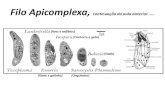 Filo Apicomplexa, - lineu.icb.usp.brlineu.icb.usp.br/~gwunder/Aula Marinho_toxoplasmose.pdf · estágios do seu ciclo de vida Sarcocystidae Toxoplasma T. gondii. 1) ... Resposta imune