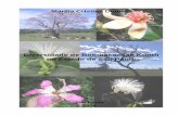 Diversidade de Bombacaceae Kunth no Estado de São Paulo · Aos pesquisadores e funcionários da Seção de Curadoria do Herbário do Instituto de Botânica: Cinthia Kameyama, Fábio
