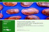 Germinação de sementes de espécies amazônicasainfo.cnptia.embrapa.br/digital/bitstream/item/178872/1/COM.TEC... · 2 Germinação de sementes de espécies amazônicas: acapurana