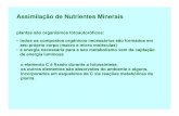 Assimilação de Nutrientes Minerais - uenf. ão-de-nutrientes... · PDF fileAssimilação de Nutrientes Minerais plantas são organismos fotoautoróficos: • todos os compostos