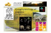 Ecophysiology of papaya - Grupo Cooperativo Cajamar · Ecophysiology of papaya (Carica papaya L) Prof. Eliemar Campostrini Plant Physiology Lab Northern Rio de Janeiro State University