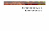 Streptococcus e Enterococcus - users.med.up.ptcc04-10/microslides/5-strepto.pdf · Doenças mais frequente nas crianças e idosos Frequentemente associado a doença vírica prévia
