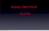 REINO PROTISTA - ALGAS · 2. unicelulares - microalgas 3. pluricelulares ... classe euglenofÍceas: ... classe clorofÍceas: ex. algas verdes