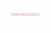 REINO PROTOCTISTA II - Cursinho TRIU · Características Gerais •São unicelulares ou pluricelulares. •Autótrofos. •Possuem parede celular (celulose), com exceção das Euglenofíceas.