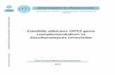 Candida albicans OPY2 gene complementation in ... · Candida albicans OPY2 gene complementation in Saccharomyces cerevisiae ... COIMBRA Candida albicans OPY2 gene complementation