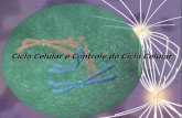 Ciclo Celular e Controle do Ciclo Celular - BCM ONLINE · • A duração do ciclo celular varia de acordo com o tipo, ... • Ativação das proteino-quinases é feita por ciclinas