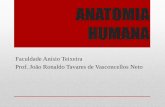 ANATOMIA HUMANA - jvasconcellos.com.brjvasconcellos.com.br/fat/wp-content/uploads/2012/08/Aula-02-AH.pdf · certas articulações ... •Elementos descritivos da superfície dos ossos