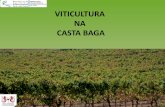 VITICULTURA NA CASTA BAGA - 125anosevb.drapc.min …125anosevb.drapc.min-agricultura.pt/documentos/vinha/casta_baga... · Apreciação organoléptica dos vinhos (prova realizada em