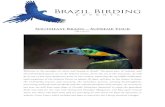 (Santa Catarina, Paraná, São Paulo, Minas Gerais, Rio de ...brazilbirdingexperts.com/wp-content/uploads/2018/06/WEBSITE... · The village, initially called "Serrinha", was discovered