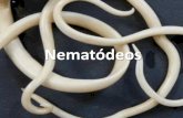 Nematódeos - zaccaria.g12.br Fundamental II/Série 17... · Nematódeos • Os nematódeos (também chamados de vermes cilíndricos) fazem parte de um dos grupos mais abundantes