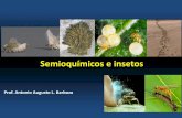 Semioquímicos e insetos - s3.amazonaws.com · de 1 km de distância →depende da direção do vento ... (parte do Capítulo 10 do livro Entomologia Agrícola, pág. 269-276). •