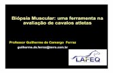 Biópsia Muscular: uma ferramenta na avaliação de cavalos ...ufrrj.br/.../F-Biopsiamuscular-umaferramentaselecaoequinos.pdf · atividade neuromuscular ... adaptaÇÕes fisiolÓgicas