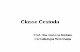 Classe Cestoda - lipp-hovet-ufes.webnode.com · •Sistema digestivo ausente. Filo Platyhelminthes Classe Cestoda •Reprodução. ... em humanos distúrbios em pulmão, fígado e