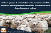 Efeito da aplicação de somatotrofina bovina recombinante ... · no período periconcepcional de ovelhas sobre o crescimento fetal e desenvolvimento de cordeiros. Núcleo de Pesquisa,