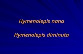 [PPT]Slide sem título - Instituto Formação · Web viewHymenolepis nana CLASSIFICAÇA0 FILO Platyelminthes CLASSE Cestoda FAMILIA Hymenolepididae GÊNERO Hymenolepis ESPÉCIES Hymenolepis
