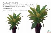 SAPOTACEAE Pouteria caimito (Ruiz & Pav.) Radlk. N. popular: …botanica.sp.gov.br/institutodebotanica/files/2015/01/Cerad_-Esp... · N. popular: Garacuí / Angelim-amargoso / Baga-de-morcego.