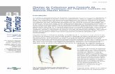Plantas de Cobertura para Controle da Murcha de Fusarium ... · 2 Plantas de Cobertura para Controle da Murcha de Fusarium em Feijoeiro Comum... feijoeiro comum nos primeiros anos