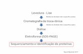 Medida de atividade total e específica (após) Diálise ... experimental/2017... · Determinação de Massa Molecular da Proteína SDS-PAGE Cromatografiade exclusão Espectrometriade