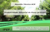 Reunião Técnica ACR Produtividade Potencial do Pinus no Brasil · –Melhoramento genético ... 11 Guia da estimativa do IAF de Pinus para uso nas empresas 12 Desenvolvimento da