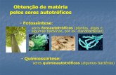 Obtenção de matéria pelos seres autotróficos · Obtenção de matéria pelos seres autotróficos - Fotossíntese: seres fotoautotróficos (plantas, algas e algumas bactérias,