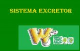 SISTEMA EXCRETOR - wbio.com.brwbio.com.br/wp-content/uploads/2016/08/Sistema-Excretor-Humano... · degradação das proteínas e dos ácidos nucléicos é a amônia, substância muito